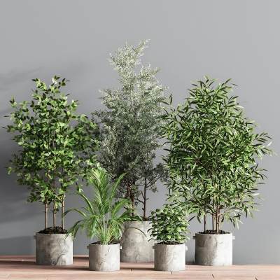 现代绿植盆景-41